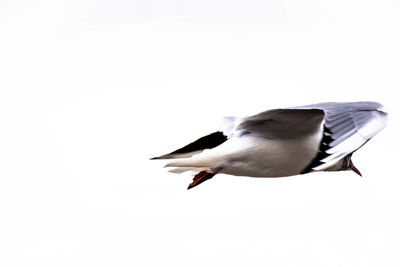 Low angle view of birds flying in sky