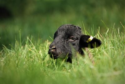 View of an animal on grass