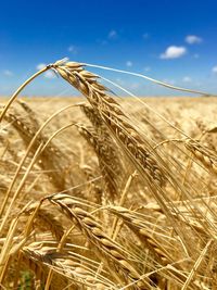 Close-up of stalks in field against sky