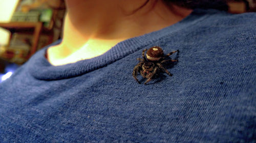 Close-up of insect on t-shirt