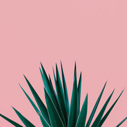 Plant on pink. tropical greens minimal art design