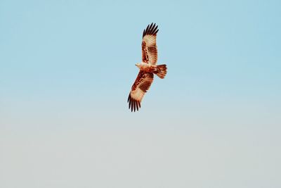 Low angle view of eagle flying in sky