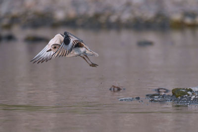 Close-up of bird flying over lake