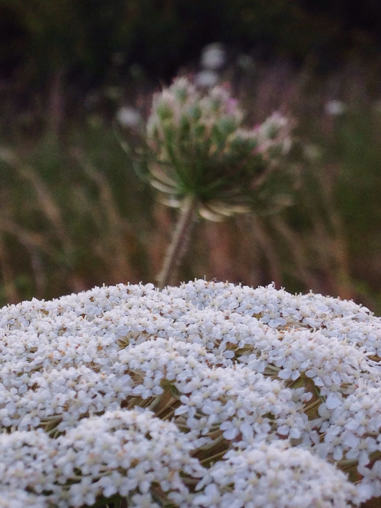 Wild flowers in there fields