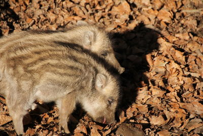 Close-up of rabbit on field