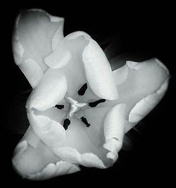 Close-up of white flower over black background