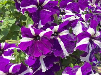 Close-up of purple flowering plants