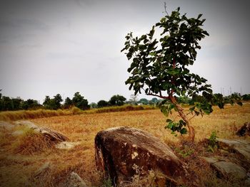 Tree on field against sky