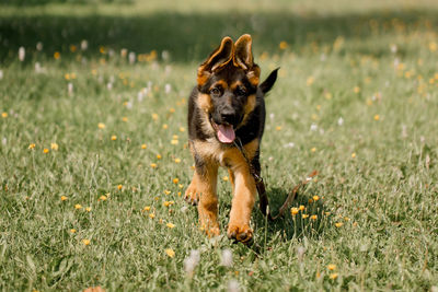 Funny three-month-old german shepherd puppy runs through a green field, ears house.