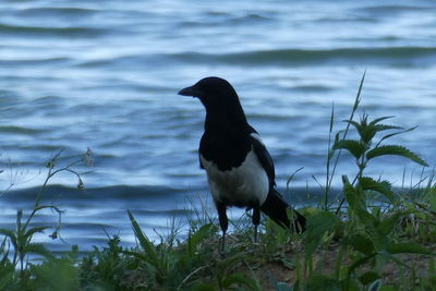 Bird perching on a lake