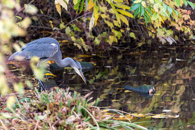 View of a bird in lake