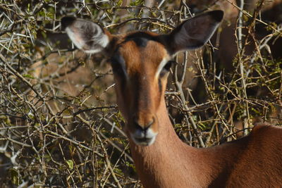 View of a horse on field