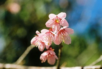 Close-up of pink flowers on tree