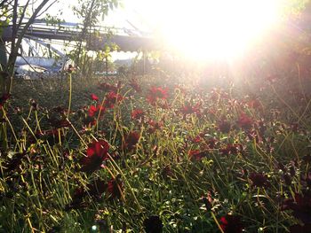 Plants growing on field