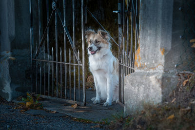 Dog looking away while sitting by gate