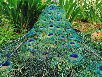 Close-up of peacock