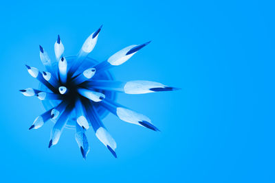 Close-up of blue flower over white background