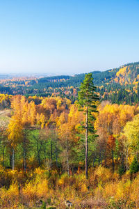 Trees on field against sky during autumn