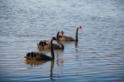 Black swans swimming on lake