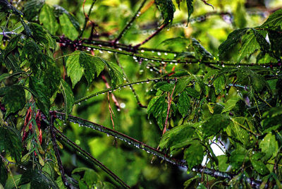 Close-up of wet plant during rainy season