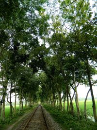 Trees in forest