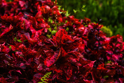 Close-up of red flowering plant