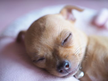 Close-up of a dog sleeping on bed