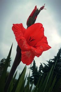 Close-up of red hibiscus blooming against sky