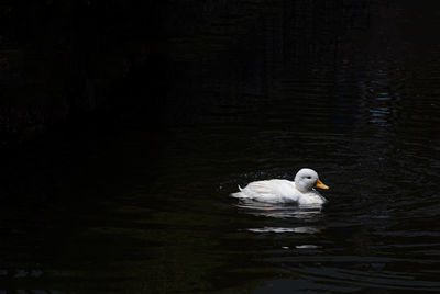 Swan floating on lake