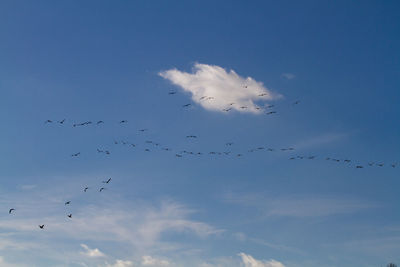 Low angle view of birds flying against sky