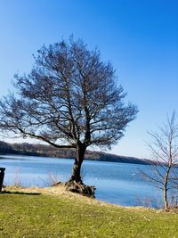 Bare tree on field by lake against sky