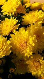 Close-up of yellow flower