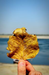 Close-up of hand holding dry leaf