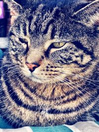 Close-up of a cat