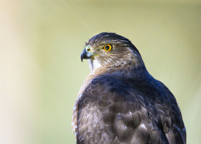 Cooper's hawk sitting still for a portrait with a greenish background in my front yard.
