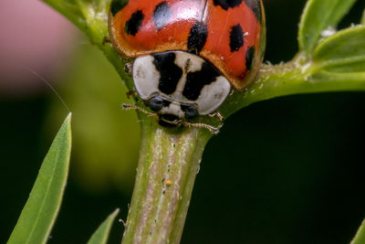 Close-up of ladybug on leaf