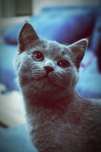 Close-up portrait of a cat