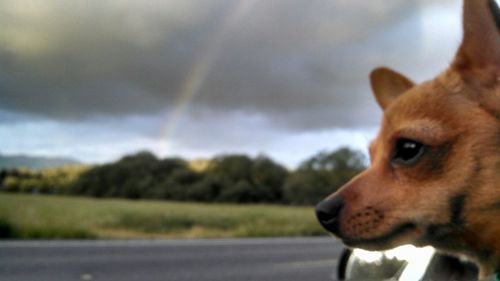 Close-up of dog looking up