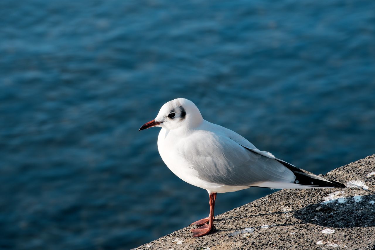 SEAGULL PERCHING ON A WALL
