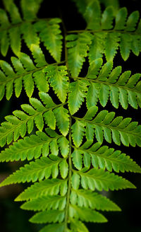 Full frame shot of fern leaves