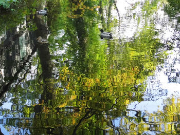 Ducks floating on lake