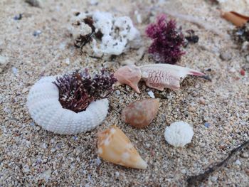 View of shells on the beach sand