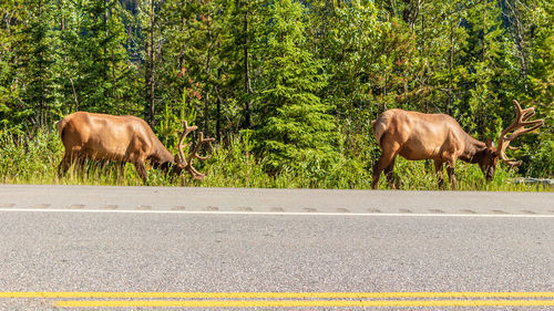 Horse grazing on road against plants
