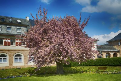 Tree in front of building against sky