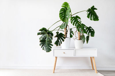 Green tropical monstera plants on toilet table in light and airy interior of room