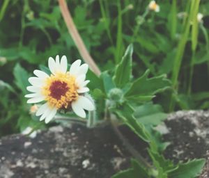 Close-up of flower blooming outdoors