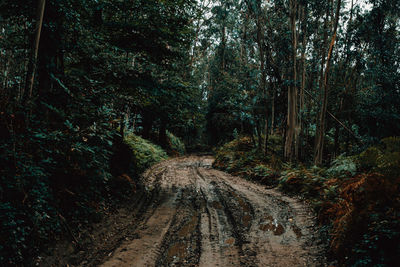 Dirt road amidst trees in forest