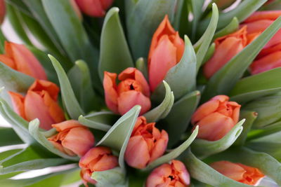 Close-up of succulent plant
