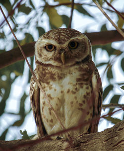 Close-up portrait of owl perching on branch