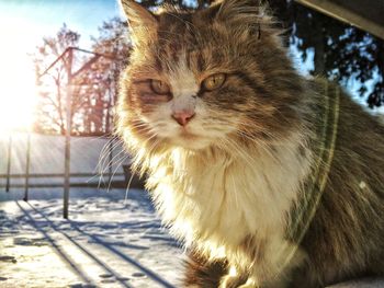 Close-up of cat during winter